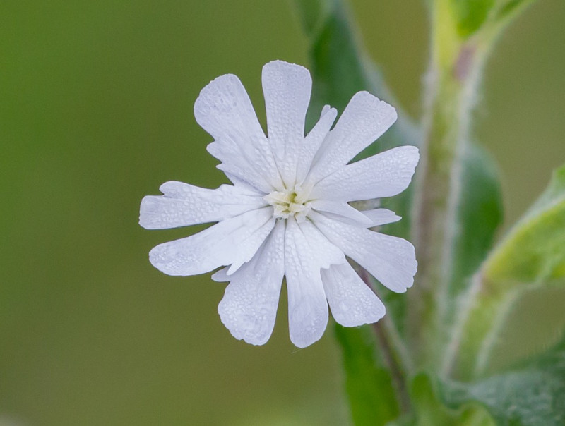 silene vulgaris - Avondkoekoeksbloem - wit - blaassilene